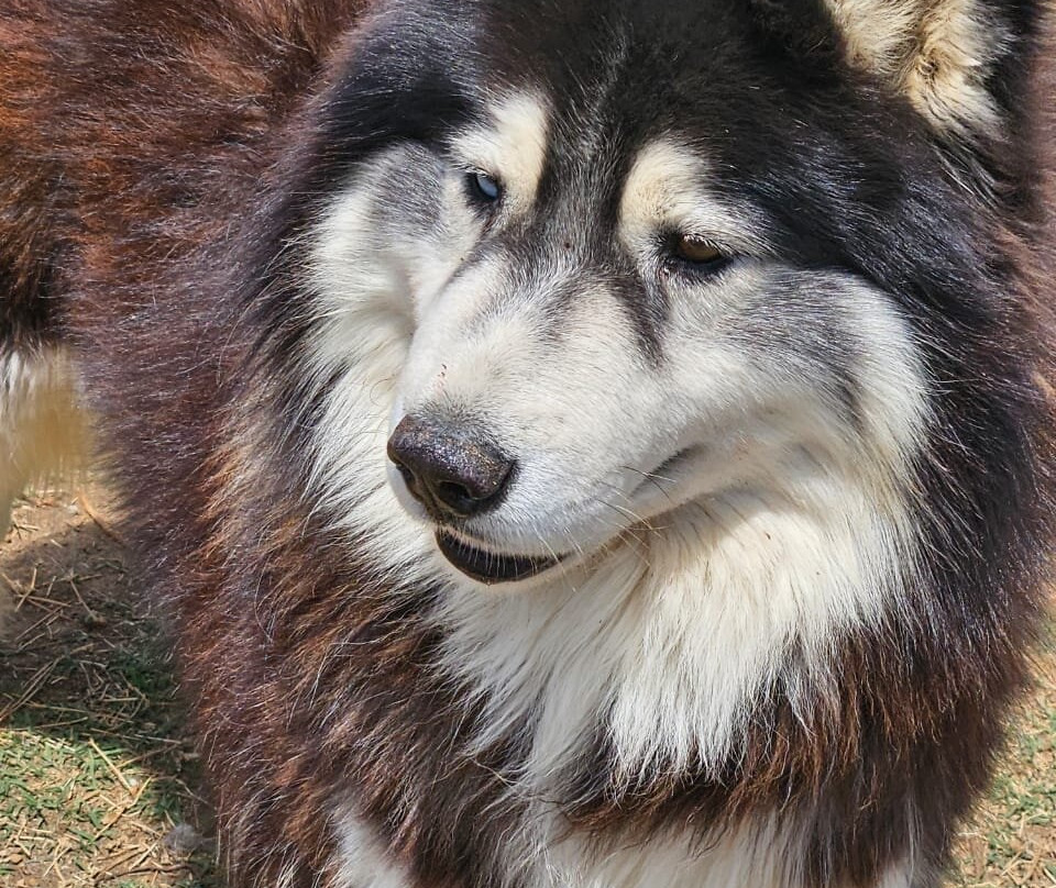Huskyromi Wolf Sanctuary-伯利恒必去景点