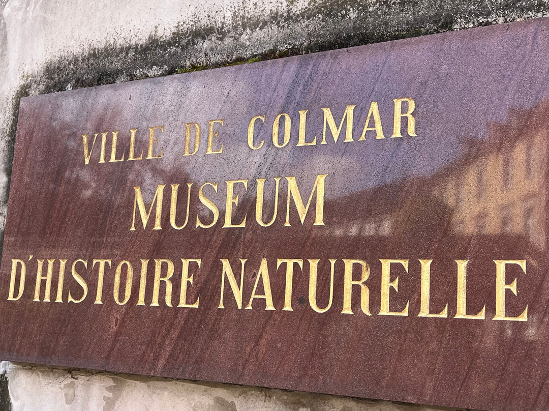 Le Musee d'Histoire Naturelle et d'Ethnographie-科尔马必去景点