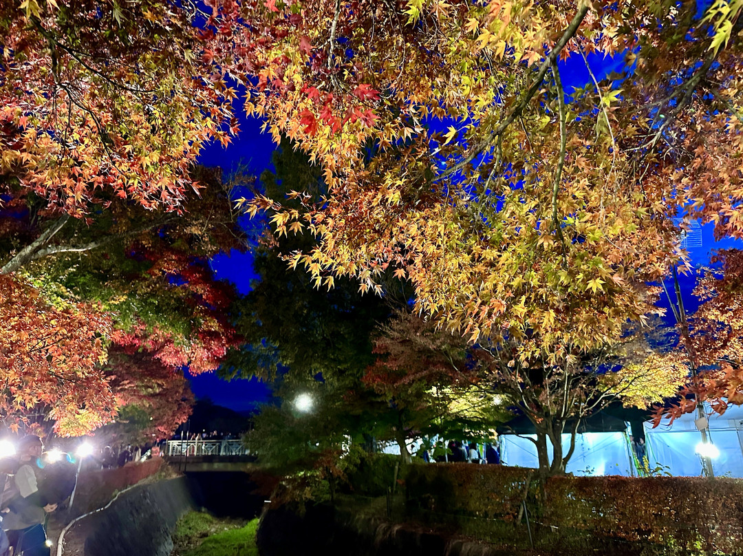 Maple Corridor-富士河口湖町必去景点