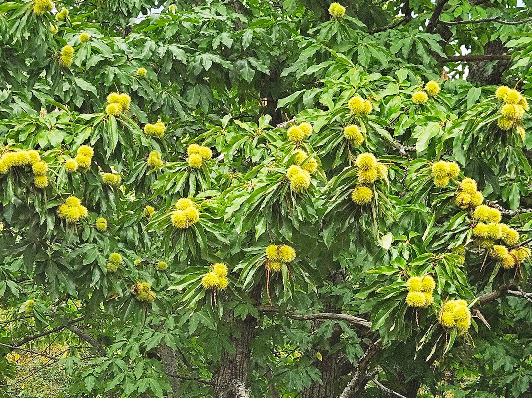 拉斯巴杜厄卡斯酒店主图