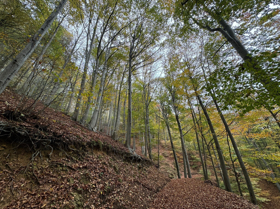 La Foresta di Faggi della Barbottina景点图片