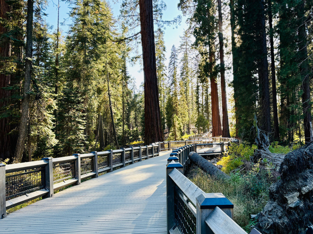 Mariposa Grove of Giant Sequoias景点图片