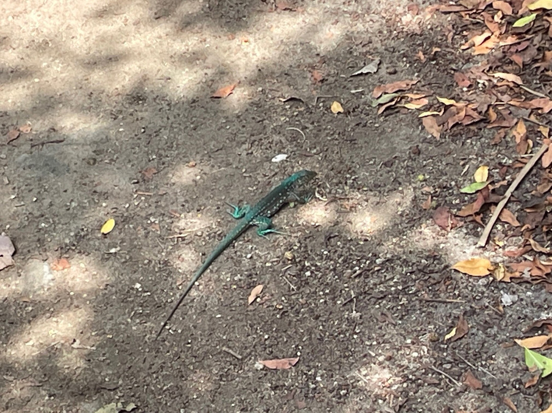 Bubali Bird Sanctuary-棕榈/鹰海滩必去景点