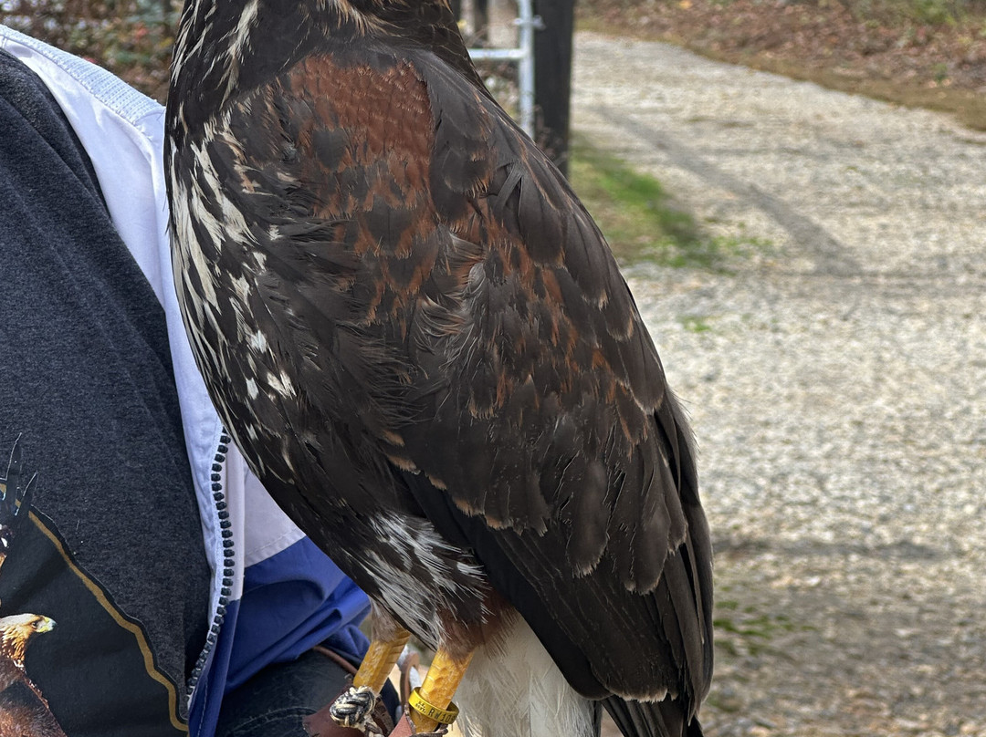 Georgia Mountain Falconry-达洛尼加必去景点