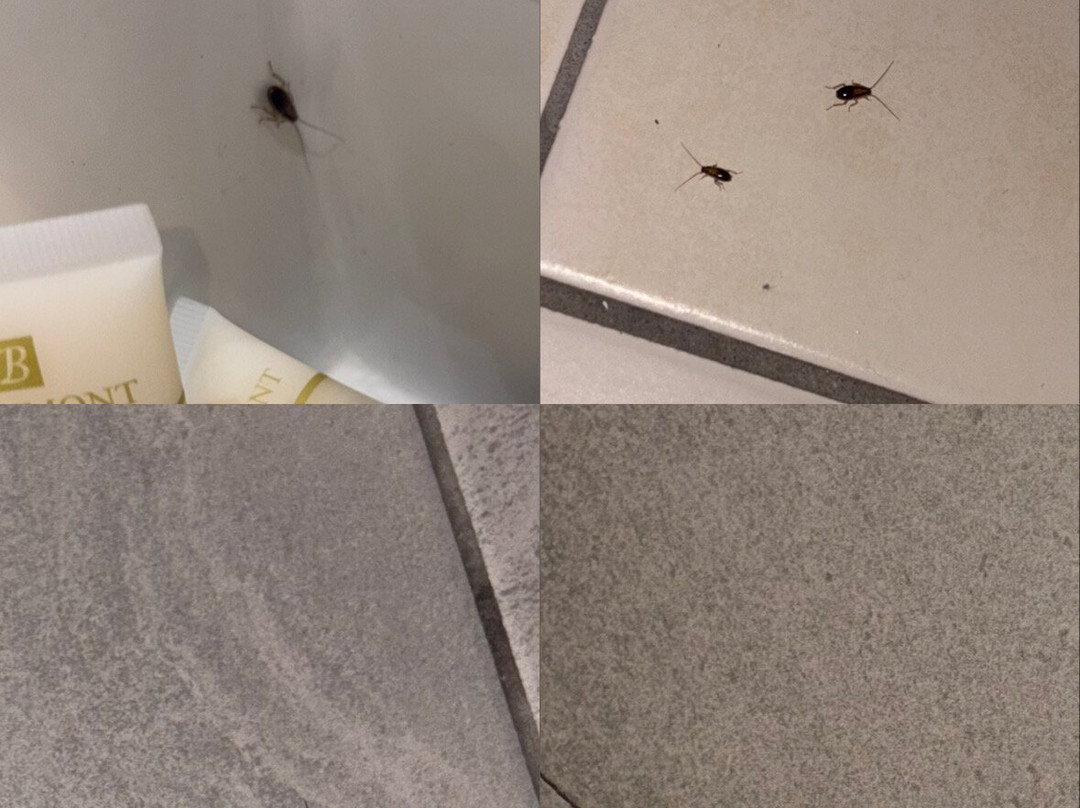 新堡雷恩旅馆主图