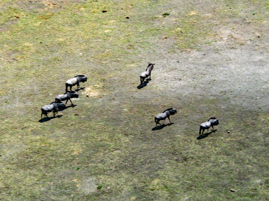 Helicopter Horizons景点图片
