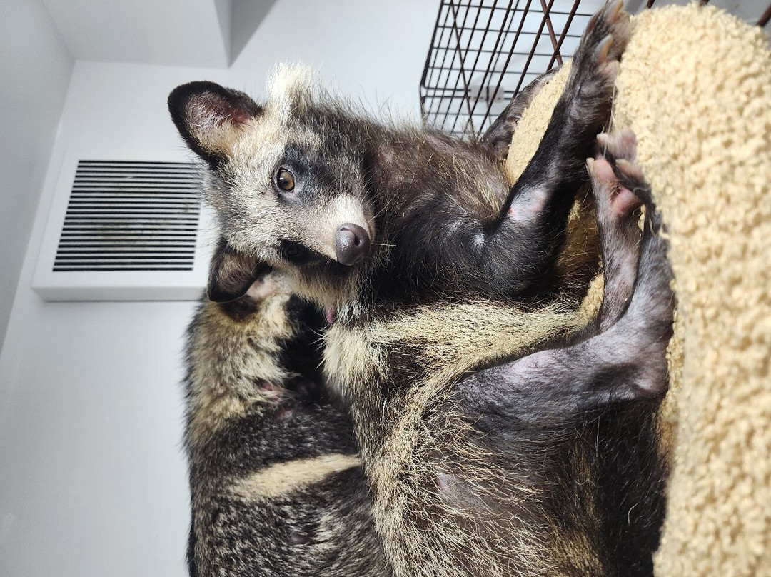 Cat＆Animal Cafe Noah's Ark