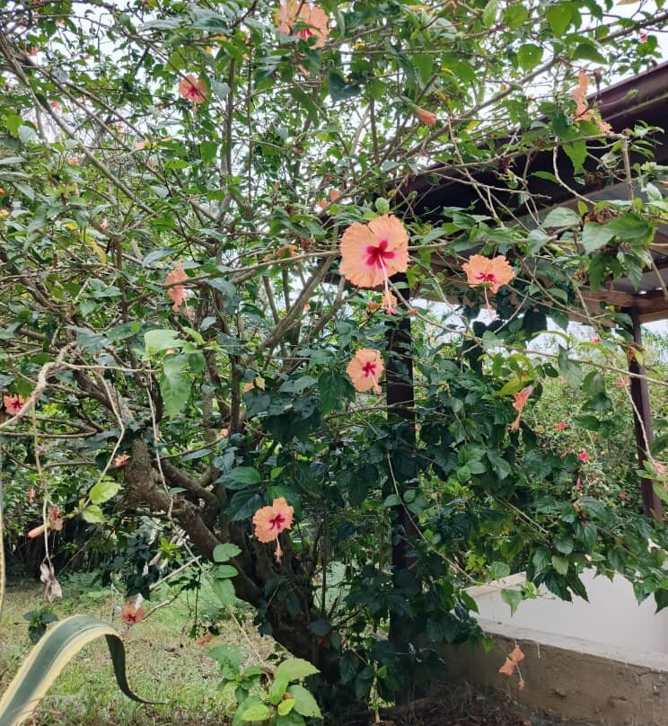 Kokodo Guest House主图