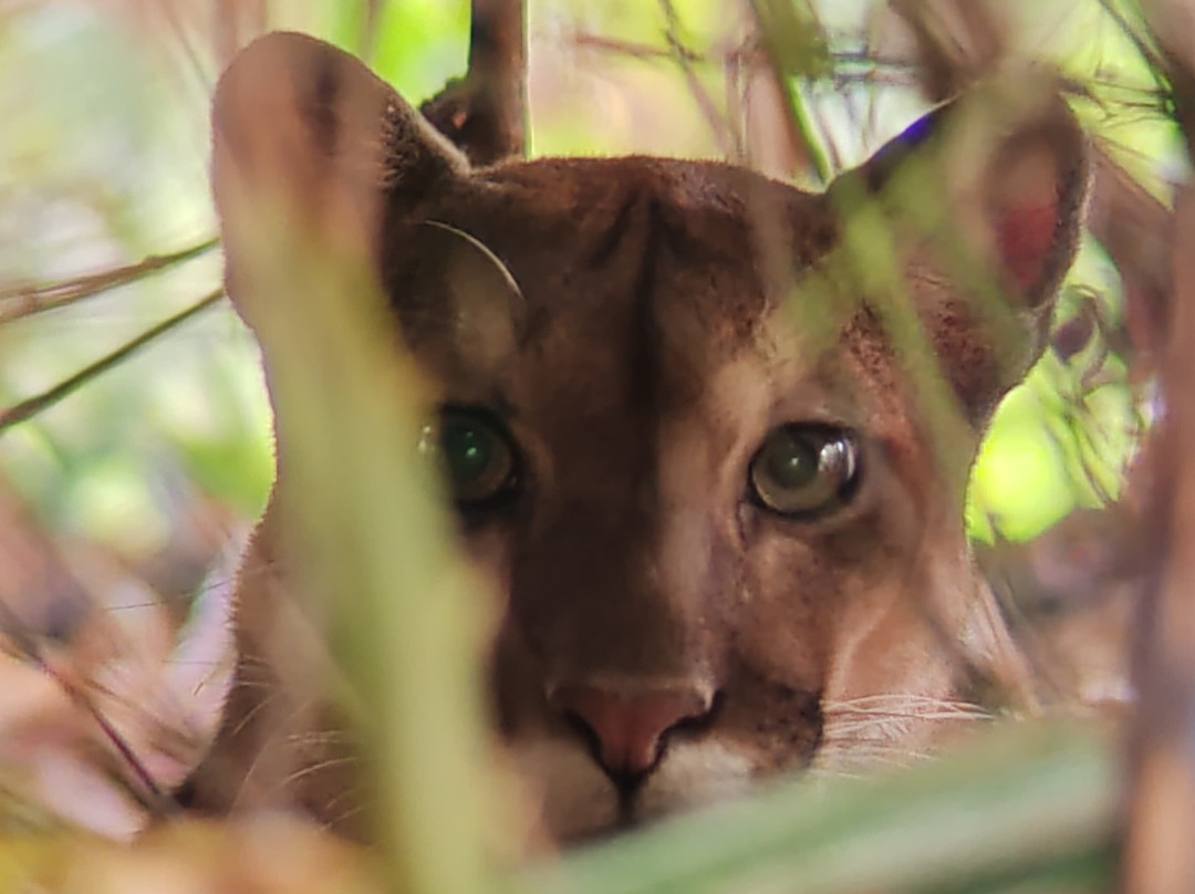 Cabinas Tropicales主图