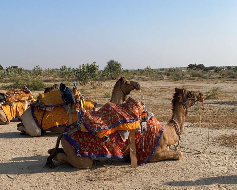 Sahara Travels Day Tours景点图片