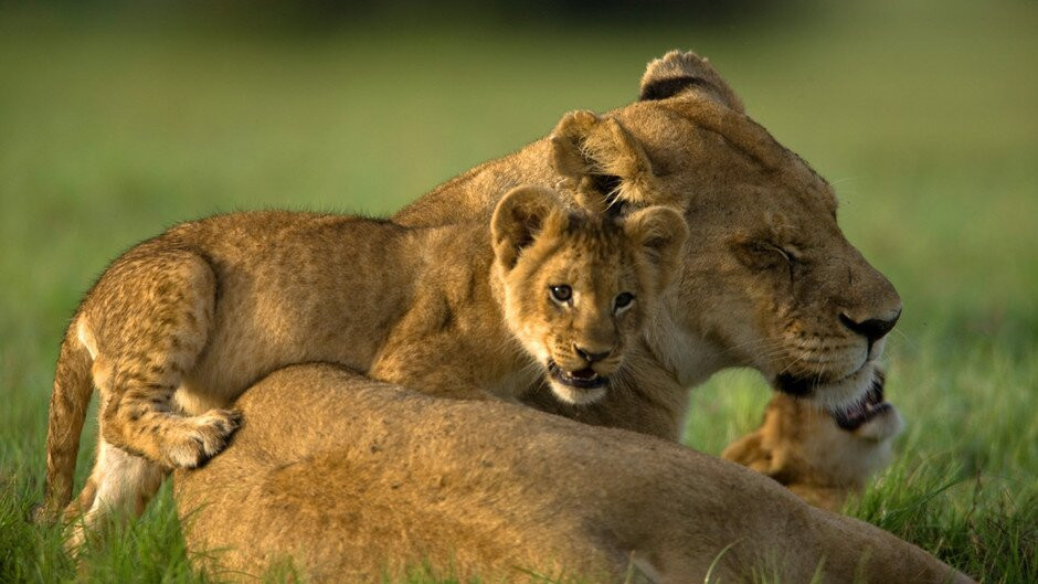 Steady Safaris Limited-坎帕拉必去景点