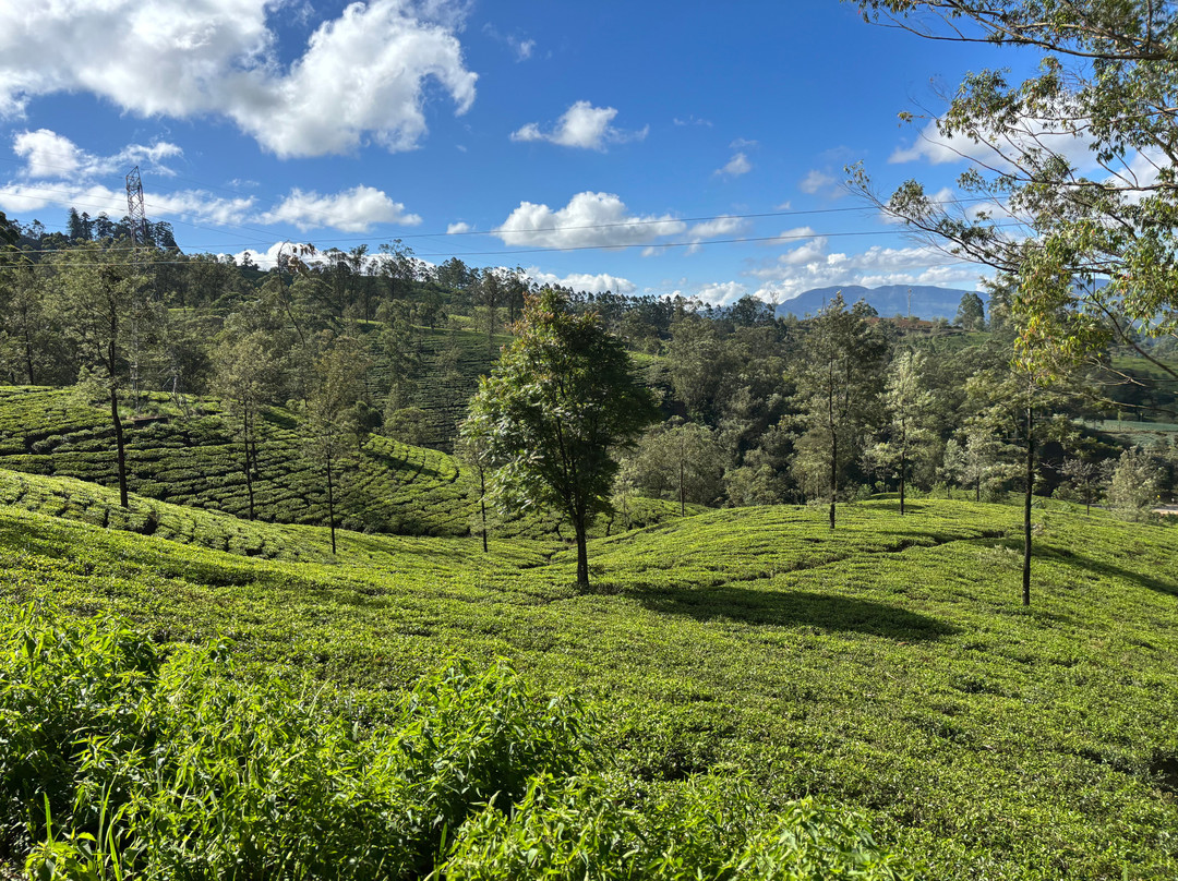 At Ease Sri Lanka - Tours & Transport景点图片