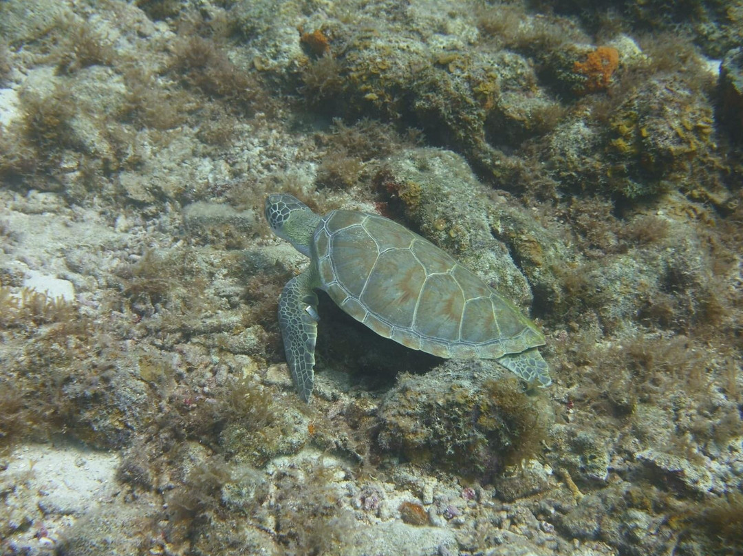 Dive Wederfoort-威廉斯塔德必去景点