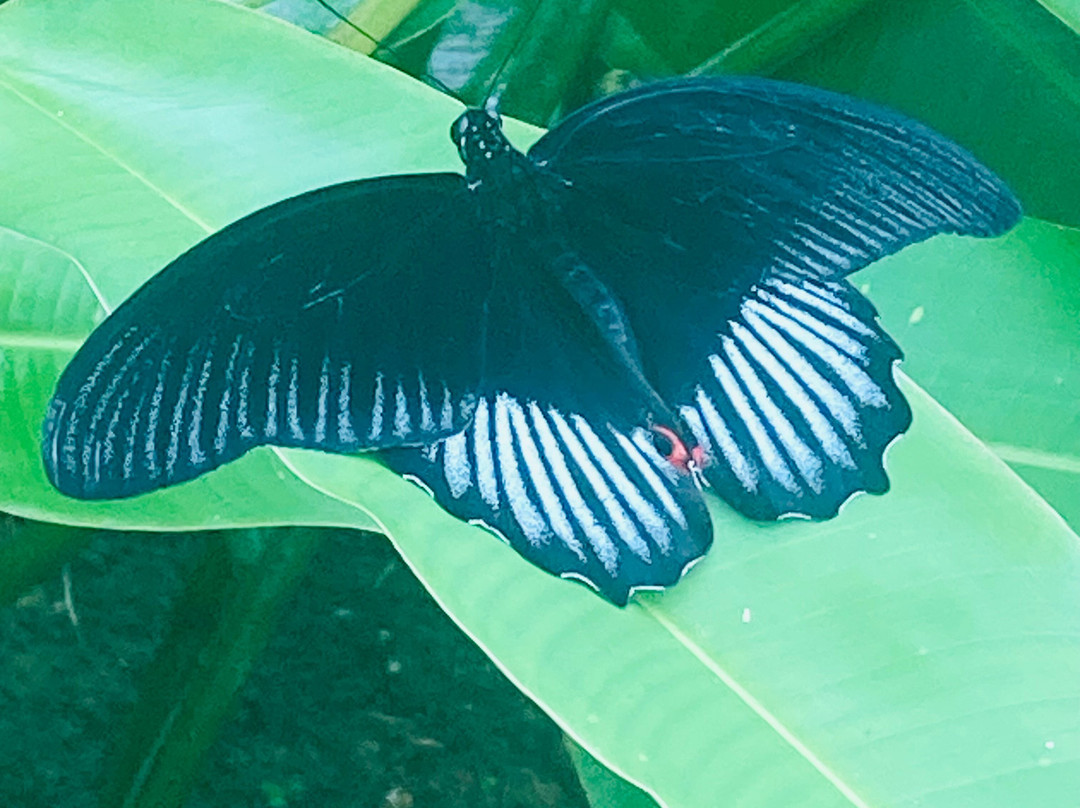 Siquijor Butterfly Sanctuary景点图片