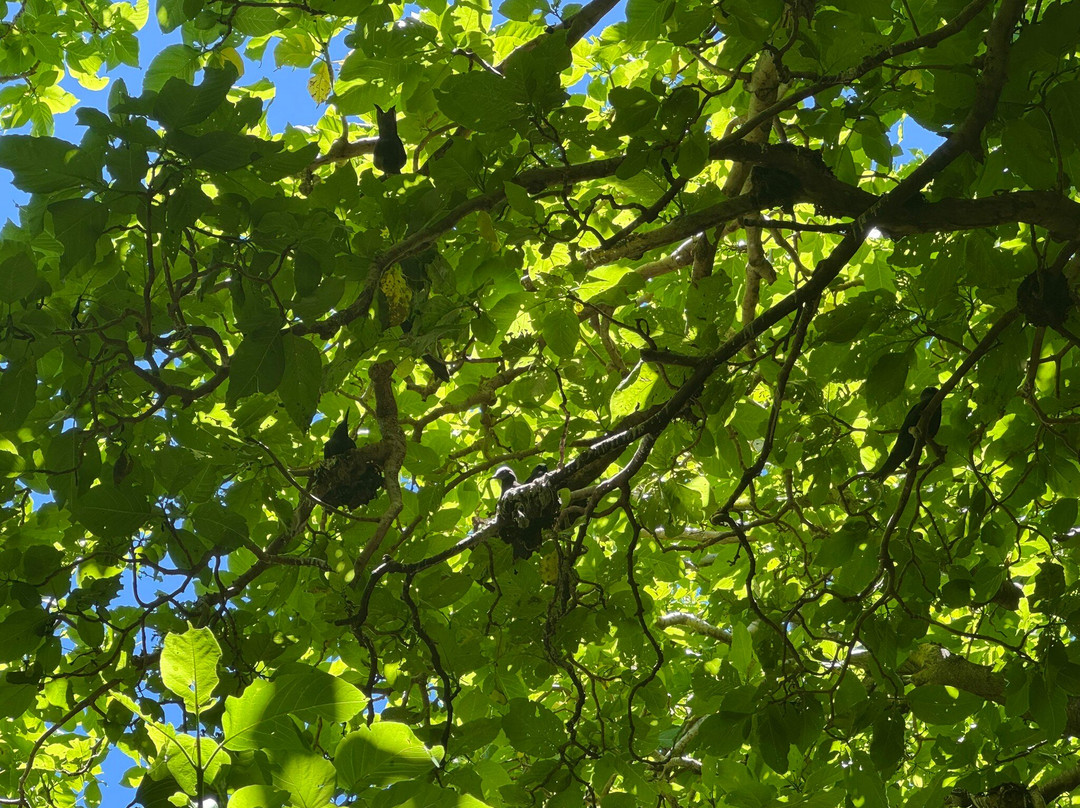 Lady Musgrave Cruises-1770镇必去景点