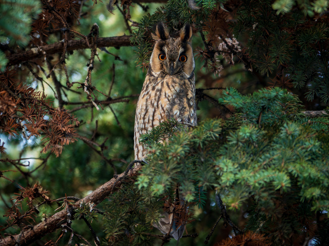 Hungarianbirdwatching.com Day Tours-布达佩斯必去景点