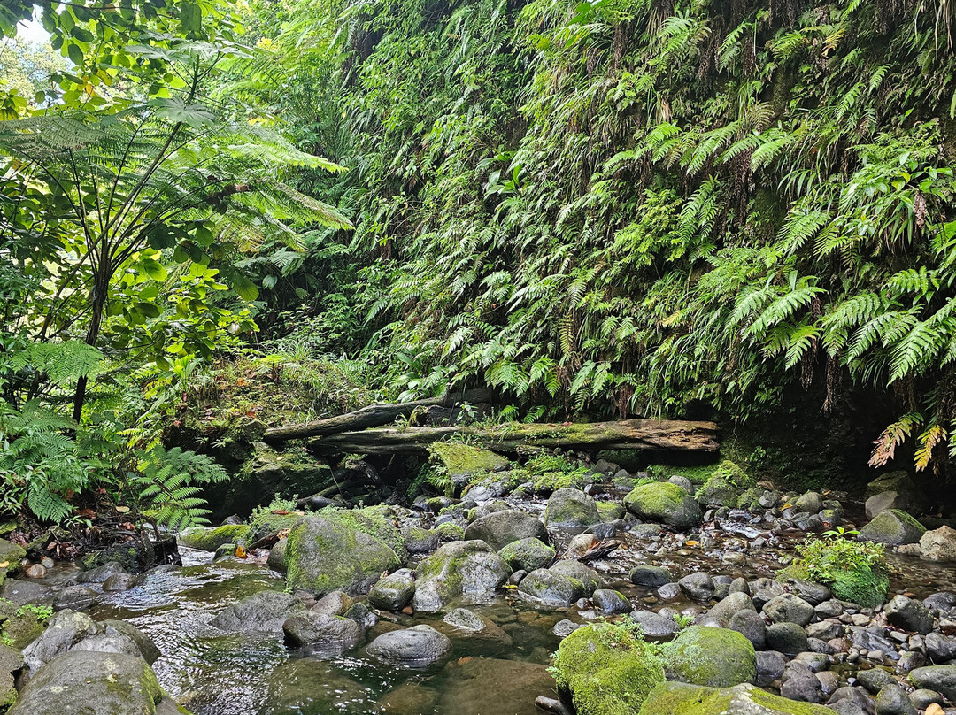 Jacko Falls-Morne Trois Pitons National Park必去景点