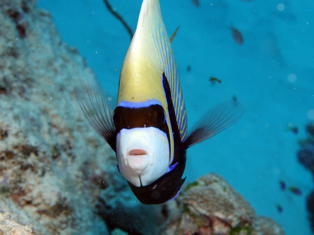 Dive Spirit Mauritius景点图片