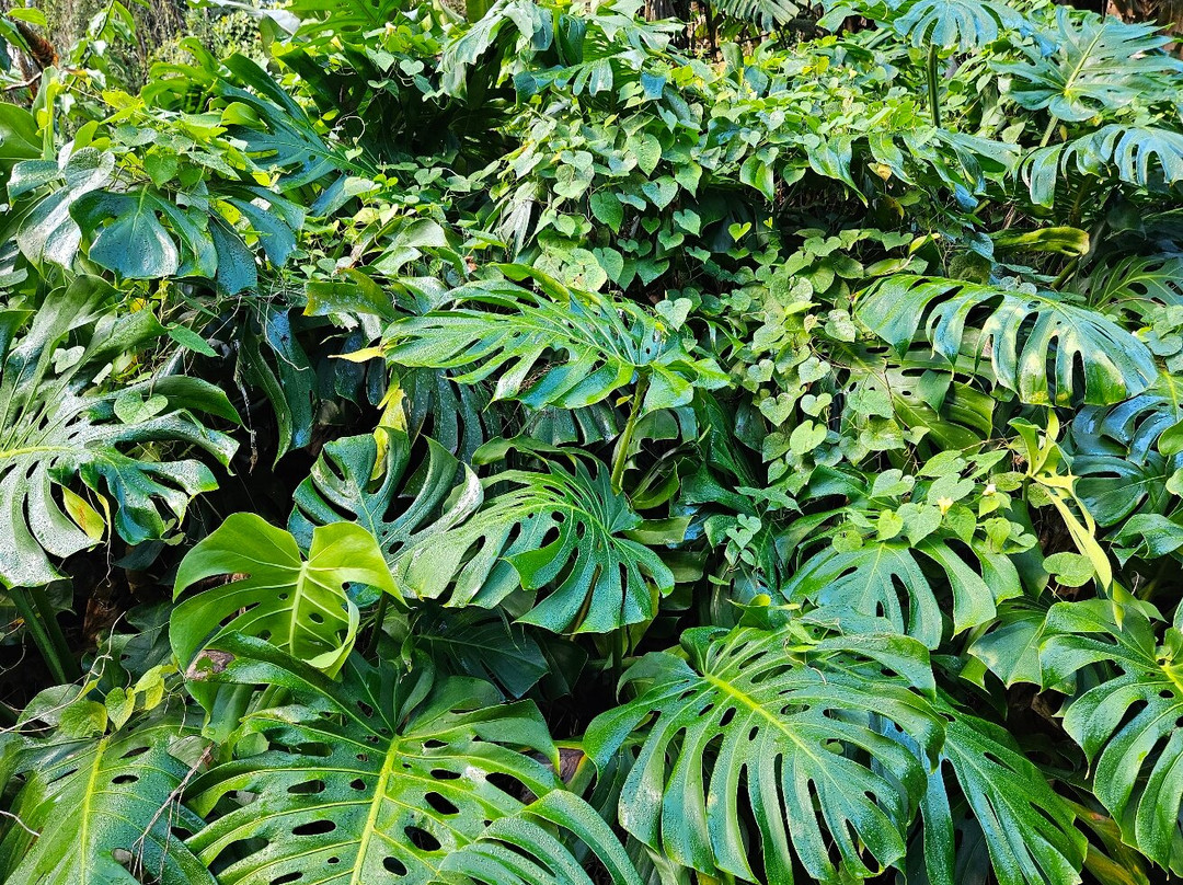 瓦西瓦植物园-瓦西瓦必去景点