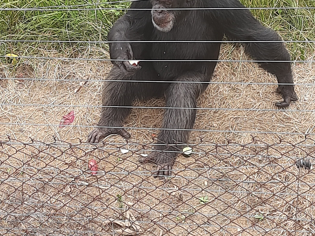 Jane Goodall Chimpanzee Eden Sanctuary-尼斯普鲁特必去景点