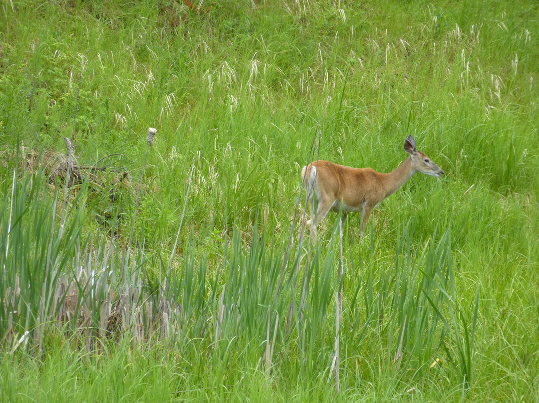 Wildlife Loop Road-卡斯特必去景点