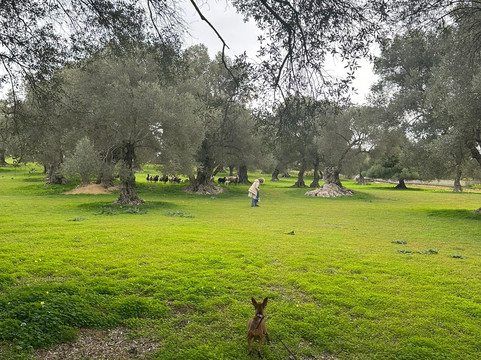 Oliving-雷斯蒙必去景点