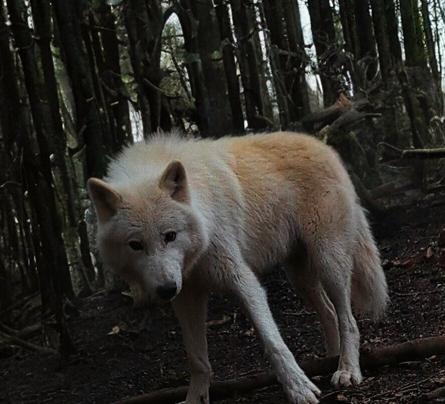 Loups de Chabrières景点图片