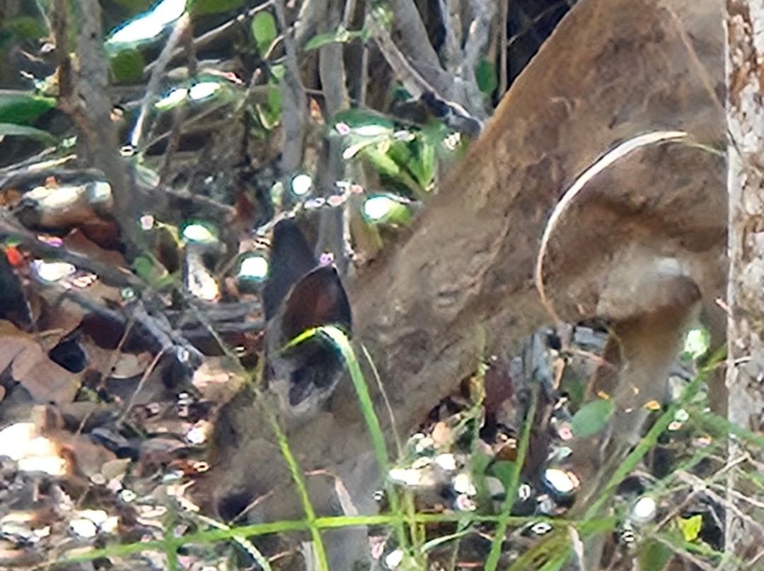 Blue Hole Observation Platform-Big Pine Key必去景点