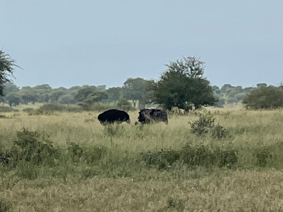 MAASAI AFRICAN GUIDES & DMC Ltd.-阿鲁沙必去景点