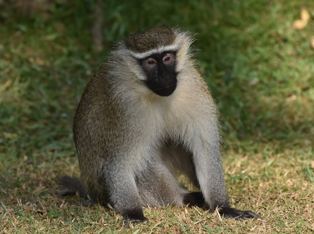 Uganda Wildlife Scene Safaris-坎帕拉必去景点