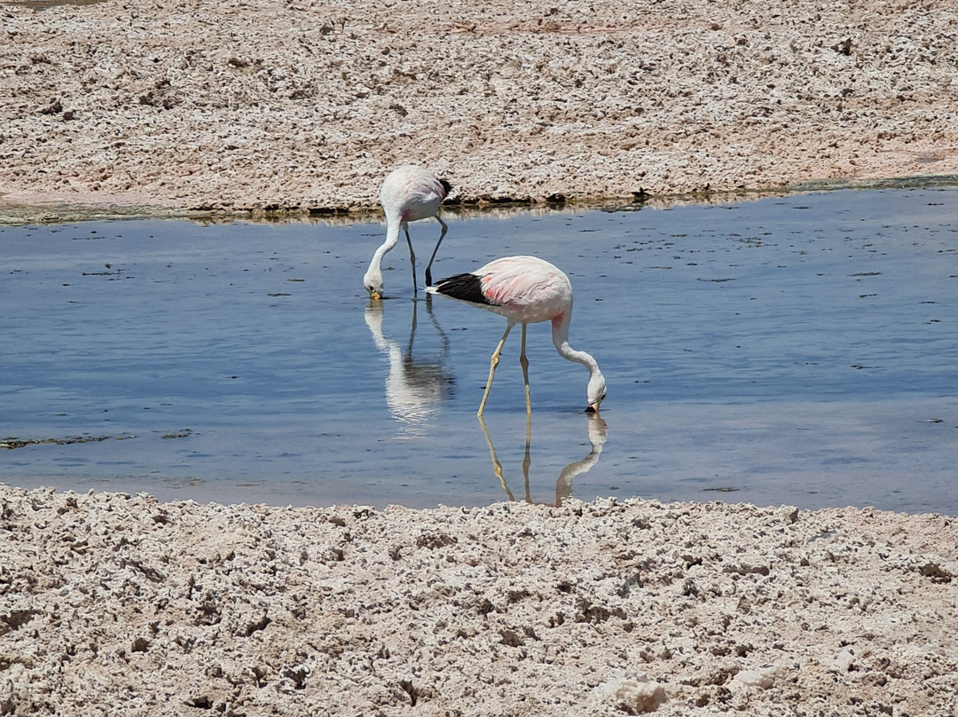 Salar de Atacama-安托法加斯塔必去景点