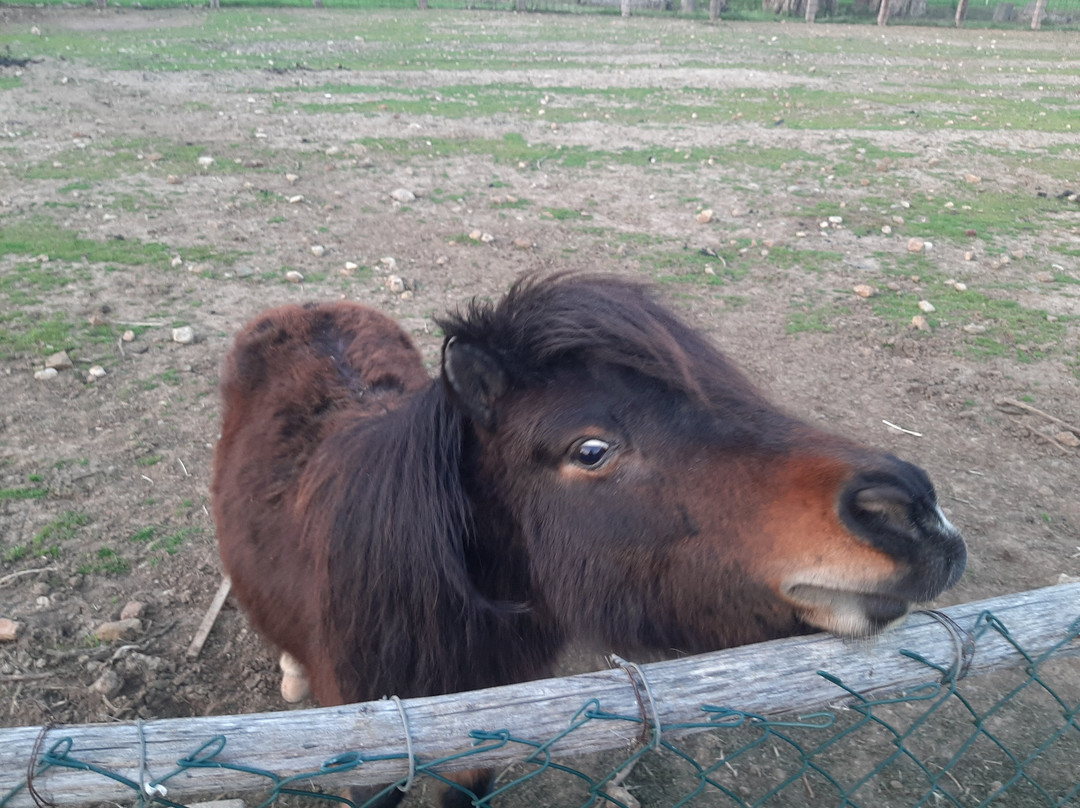 Fattoria Poggio Nebbia di Cedrini Sabrina主图