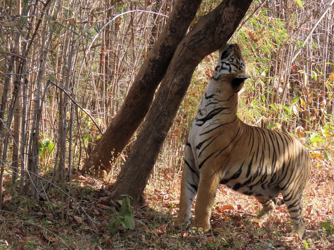 Tadoba Andhari National Park景点图片