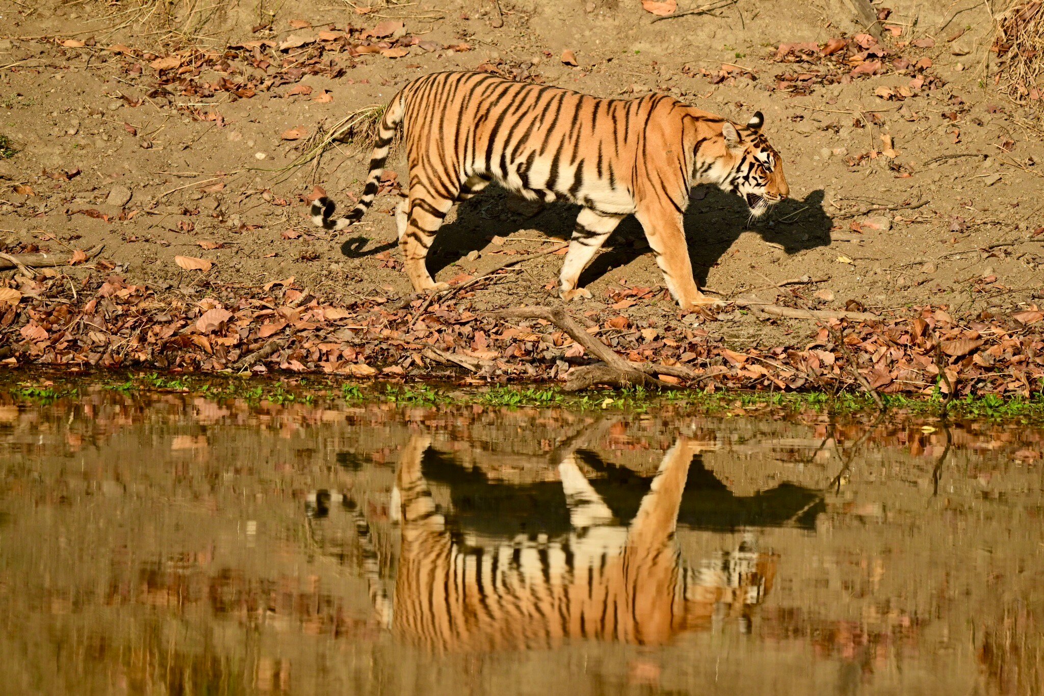 Kanha Jungle Lodge-官方