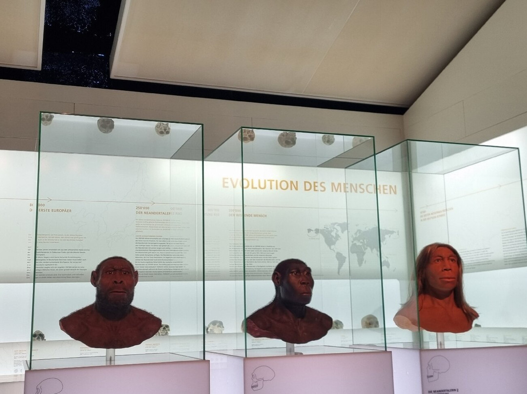 Naturhistorisches Museum Basel-巴塞尔必去景点