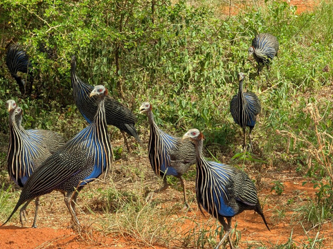 Kichaka Tours And Travel-内罗毕必去景点