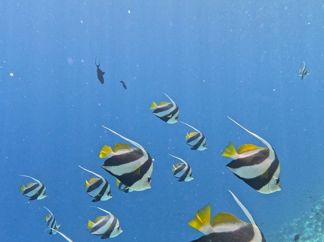 Ocean Mantra Retreats景点图片