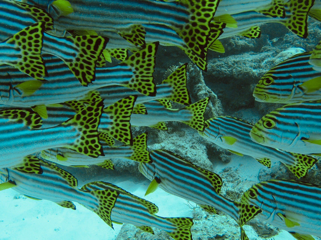 Euro-Divers Kurumba景点图片