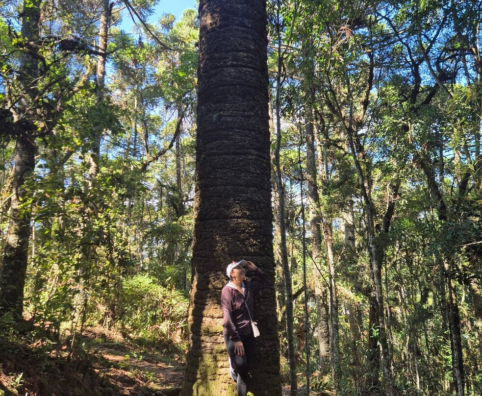 Trilha do Pinheiro Velho-蒙特贝尔德必去景点