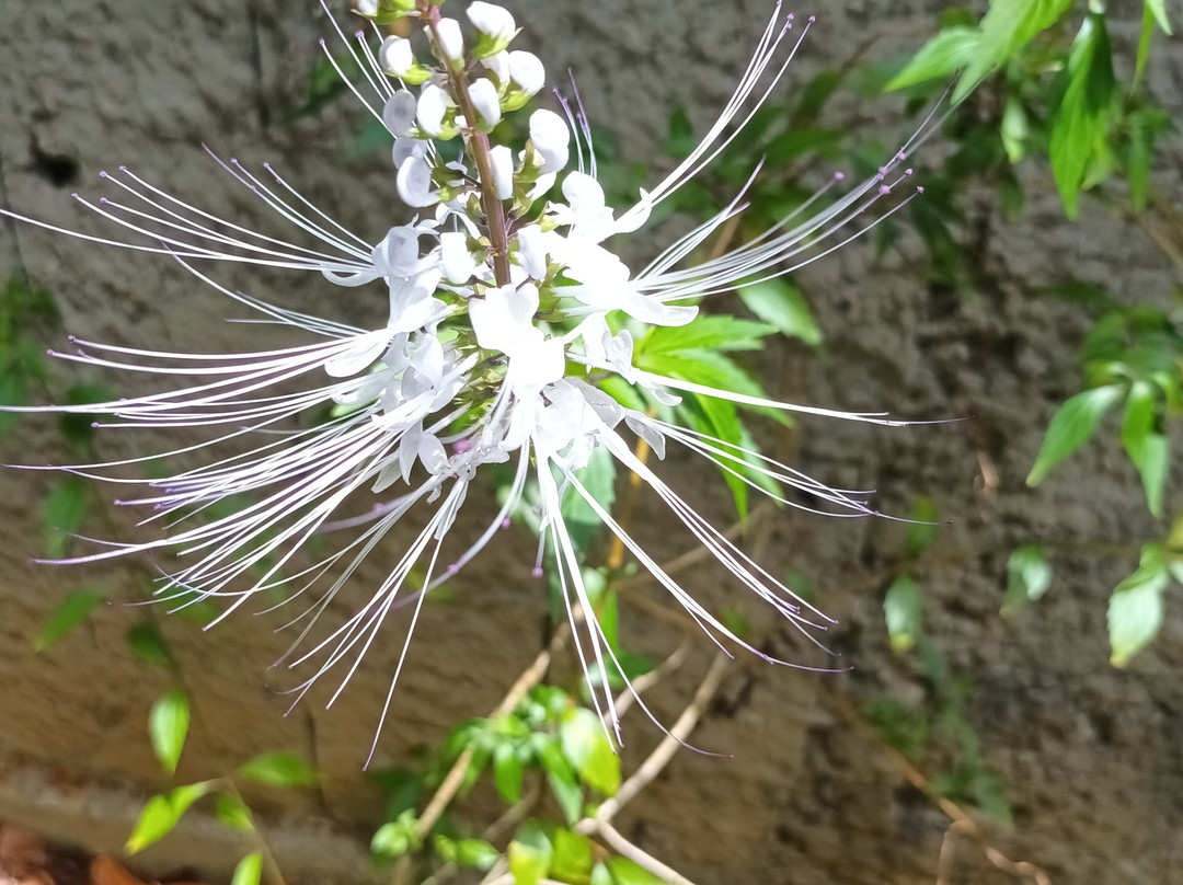 Ecomusee Creoleart de la Guadeloupe-Sainte Rose必去景点