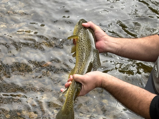 The Speckled Trout Outfitters-布洛英罗克必去景点