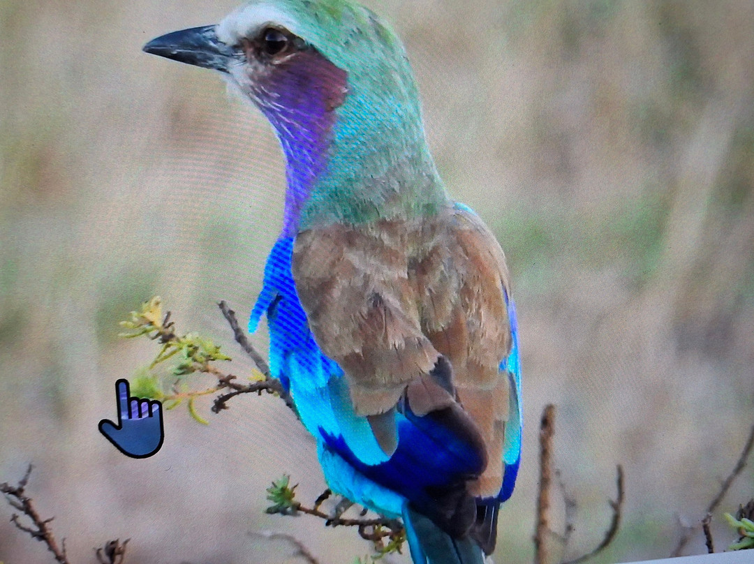 Topcats Safaris Ltd-奇安波必去景点