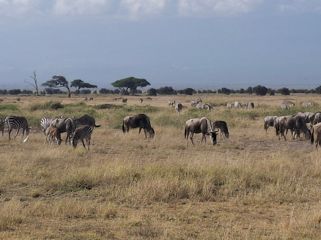 Topcats Safaris Ltd-奇安波必去景点