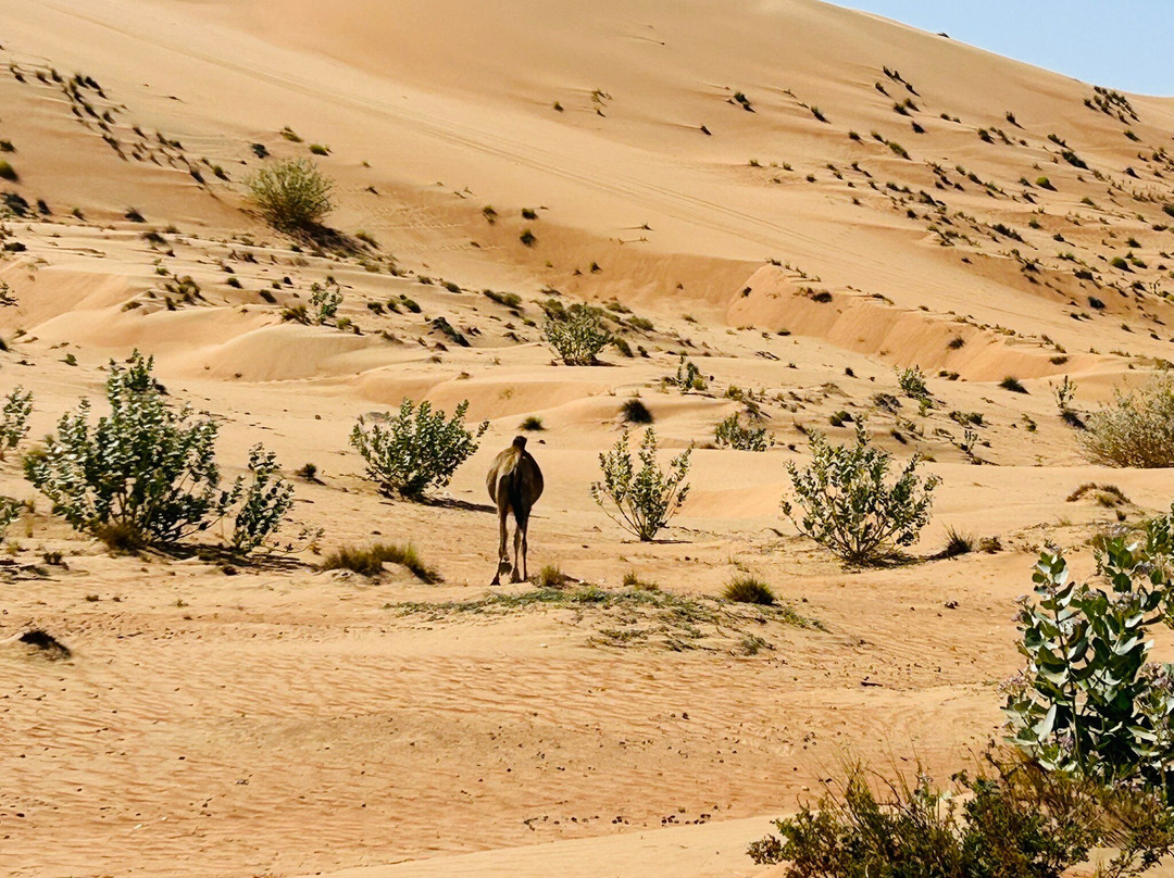 Muscat Nature Tours - Day Tours景点图片
