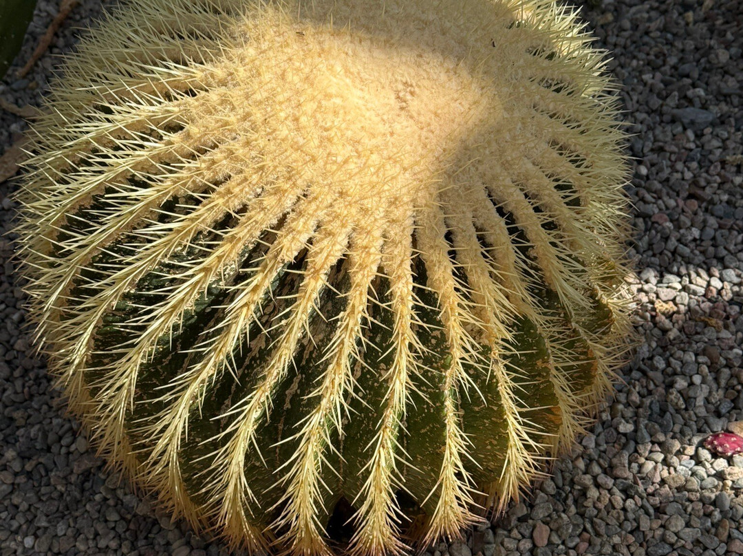 Duthie Park Winter Gardens-阿伯丁必去景点