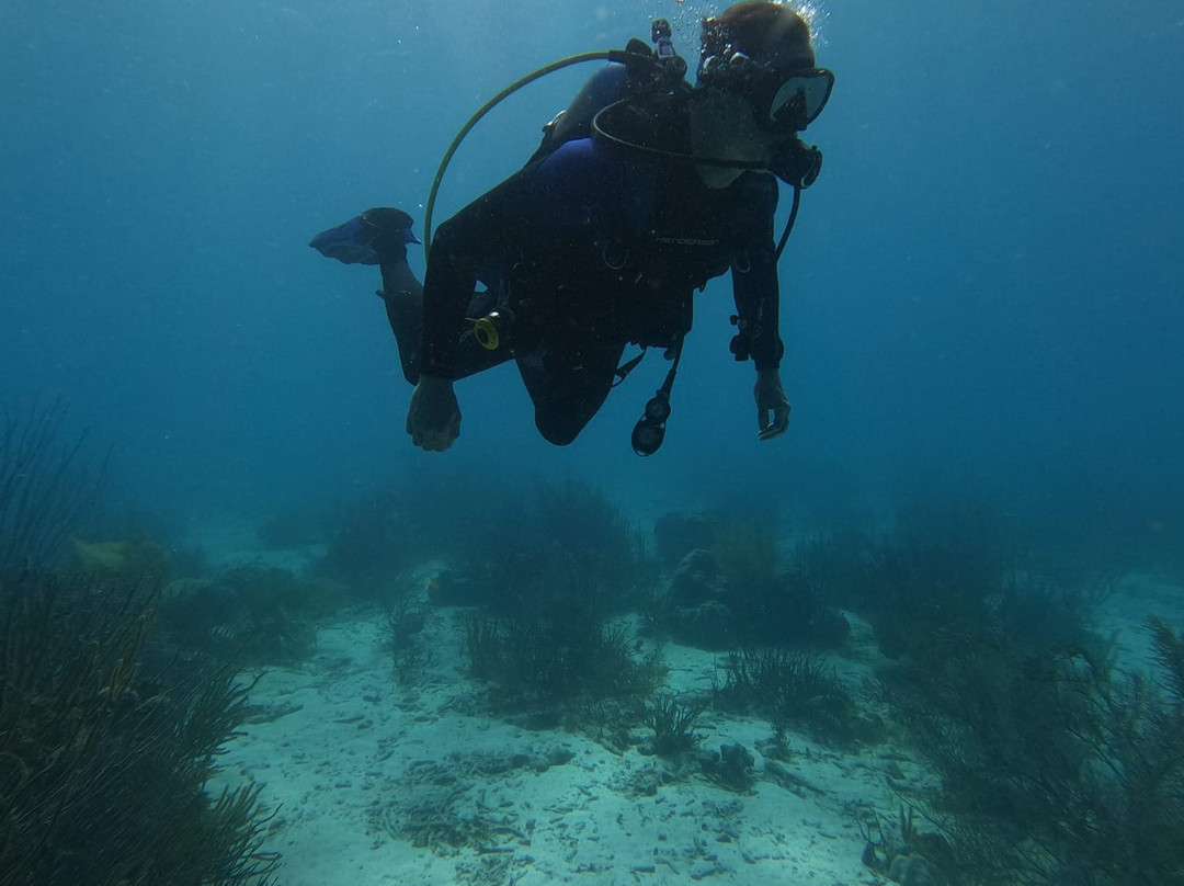 Reef Divers Bonaire-Belnem必去景点
