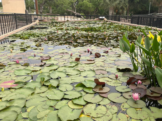 The International Waterlily Collection-圣安吉洛必去景点