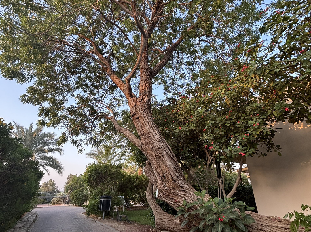 Kalia Kibbutz Hotel主图