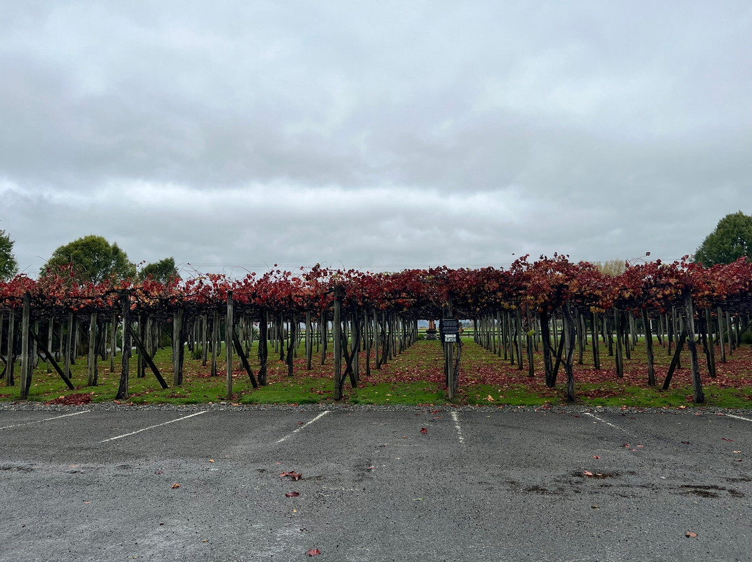 Hunter's Wines Cellar Door & Wine Shop景点图片