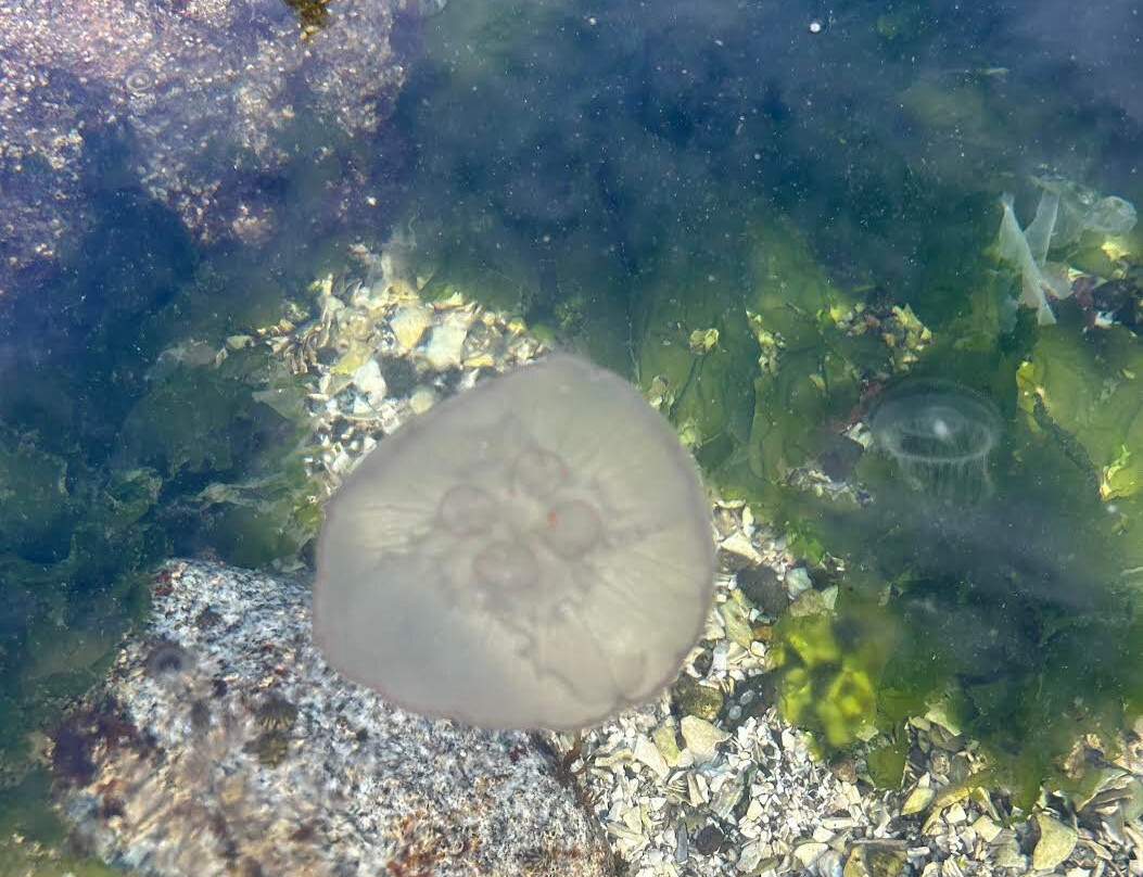 Mansons Landing Provincial Park-Mansons Landing必去景点